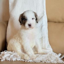 Mildred (Millie) - Parti female Goldendoodle puppy in Livermore, Colorado from Heritage Hills Family Doodles