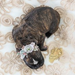 Boxer Puppies from Crescent City European Boxers