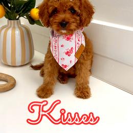 Kisses - Red female Cavapoo puppy in Buford, Georgia from Petite Posh Puppies