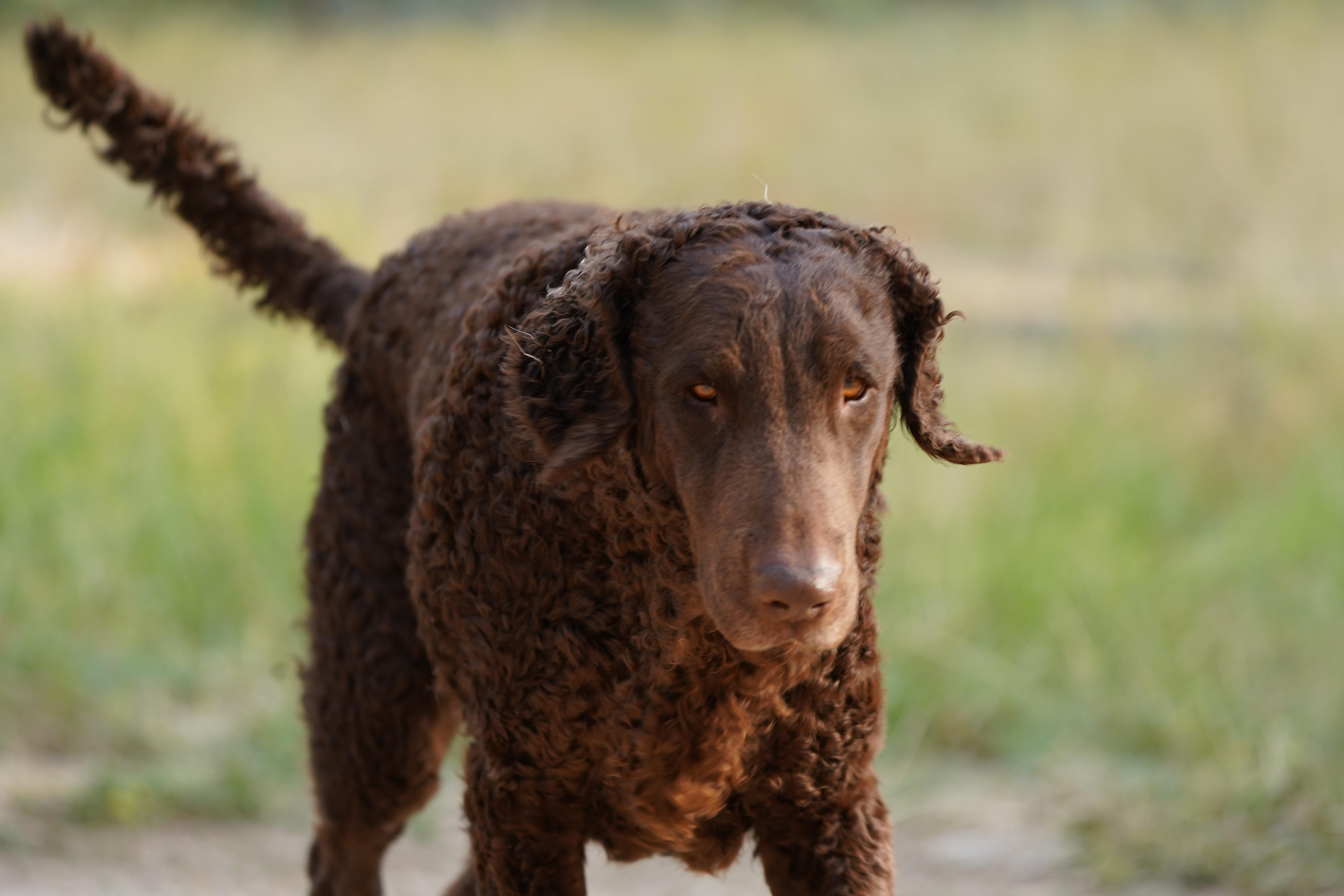 CHAPARRAL CURLY RETRIEVERS in Nevada | Curly-Coated Retriever puppies ...