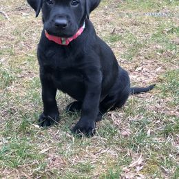 Labrador Retriever Puppies from Hunter Mill Retrievers, LLC