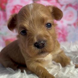 Saffron - Red female Havanese puppy in Clermont, Florida from Country Sweet Havanese and Creative Coaching