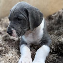 Blue White Tanpoint Mantle Pie Carrier - Blue and white female Great Dane puppy in Greenville, South Carolina from Allen’s Ridge Ranch