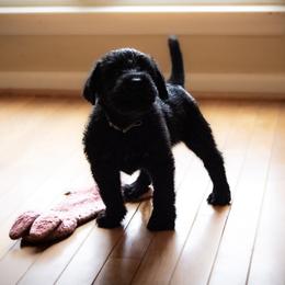 Ella-Green Collar - Black female Giant Schnauzer puppy in Bessemer, Alabama from The Copper Cottage Canines