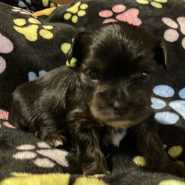 Morkie, Yorkipoo, and Yorkshire Terrier Puppies from Danza Bolo