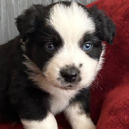 Australian Shepherds and Miniature Australian Shepherds from Hagan Farm