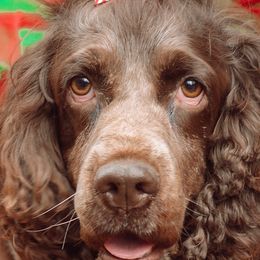 Dachshunds and English Springer Spaniels from McCollough's Pawsome Spaniels and Danny's Delightful Dachshunds