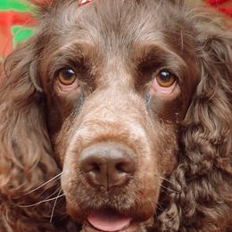 Dachshunds and English Springer Spaniels from McCollough's Pawsome Spaniels and Danny's Delightful Dachshunds