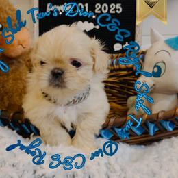 Chihuahua and Shih Tzu Puppies from C&E Royal Shih Tzu