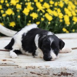 Bella - Black female Whoodle puppy in West Bend, Iowa from Blue Skies Terriers