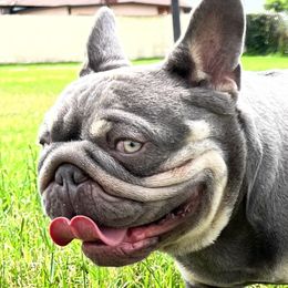 Osiris - French Bulldog