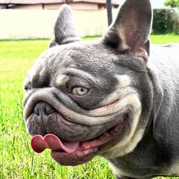 Osiris - French Bulldog