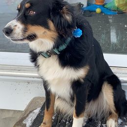 Barley - Australian Shepherd