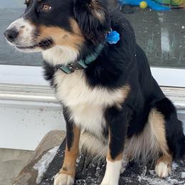 Barley - Australian Shepherd
