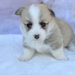 Girly Pop 1,200 - Red female Pembroke Welsh Corgi puppy in Nashville, Arkansas from Whisenhunt Farms