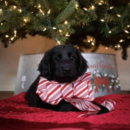 Flat-Coated Retriever Puppies from Flatline Flat-Coated Retrievers