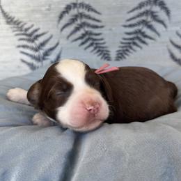 Flamingo - Chocolate female Australian Labradoodle puppy in Morgan Hill, California from Loving Labradoodles