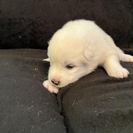 Boy 7 - White male Samoyed puppy in Glasgow, Kentucky from Bluegrass Samoyeds