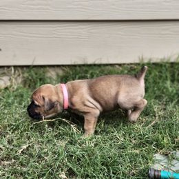Cane Corso Puppies from Rosalez Kennel