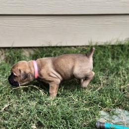 Cane Corso Puppies from Rosalez Kennel