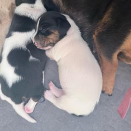 Pie girl - Piebald female Dachshund puppy in Madison, Wisconsin from SK Miniature   Dachshunds