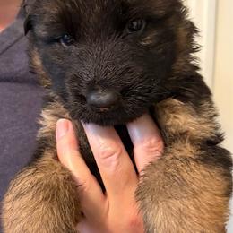 Girl 6 - Black and red female German Shepherd puppy in Bushnell, Florida from Central Florida Shepherds