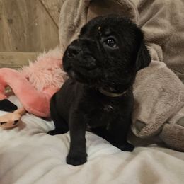 Dallas - Black male Cane Corso puppy in Roachdale, Indiana from Cast Iron Kennels