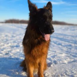 Axel - Black and red male German Shepherd puppy in Union City, Ohio from God’s Gifts German Shepherds