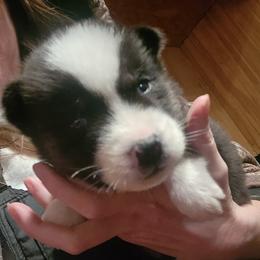 Cas - Black tan and white male Siberian Husky puppy in Madison, Georgia from Thornbury Kennel