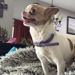 Ruby Doo - Chihuahua