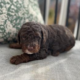 Hershey - Chocolate merle male Bernedoodle puppy in North Carolina from Lynes of Doodles