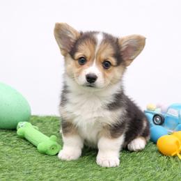 Reid - Black and tan male American Corgi puppy in Missouri from Country Legends Aussies & Corgis
