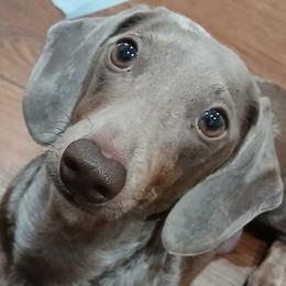 Olivia - Dachshund
