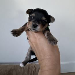Mochi - Black and tan male Yorkshire Terrier puppy in Elk Ridge, Utah from Janita's Yorkshire Terriers