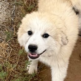 Tamale - Badger female Colorado Mountain Dog puppy in Cotopaxi, Colorado from Once Upon A Moose (OUM)