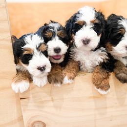 Bernedoodle, Goldendoodle, and Poodle Puppies from Teddy Doodles & Standard Poodles