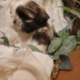 Caleb - Red and white male Shih Tzu puppy in Ontario, Oregon from Keeper of the Stars