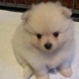 Pomeranian puppies from Lola’s Poms