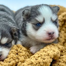 Harrison - Gray and white male Pomsky puppy in Mesa, Arizona from Platinum Pomskies