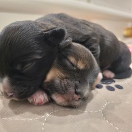 Havanese Puppies from Juniper Grove Havanese
