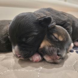Havanese Puppies from Juniper Grove Havanese