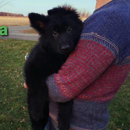 German Shepherd Puppies from Von Holtzapple German shepherds