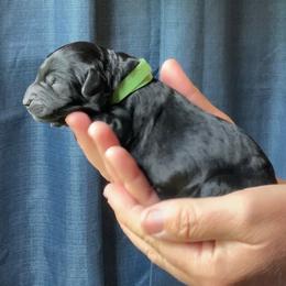 Green Boy - Black male Goldendoodle puppy in Ocala, Florida from Dandy Doodles