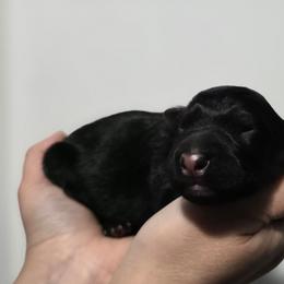 Black Male - Black and red male German Shepherd puppy in Ocala, Florida from Guardian Shepherds