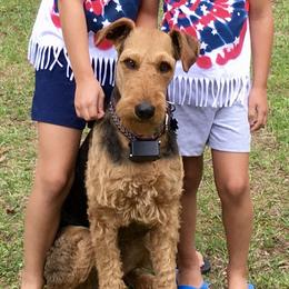 Josie - Airedale Terrier