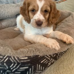 Cockapoo and Mastiff Puppies from MuddyBootsDoodles