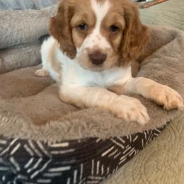 Cockapoo and Mastiff Puppies from MuddyBootsDoodles