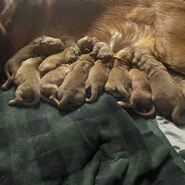 Boy 7 - Golden Retriever puppy from Red Ridge Retrievers