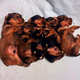 Yorkshire Terrier puppies from Tiffany Sharp-Hohn
