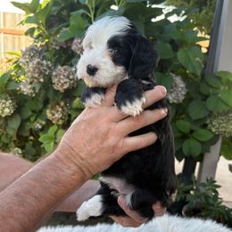 Marley girl - Black and white female Bernedoodle puppy in Springfield, Oregon from Noble Bernedoodles
